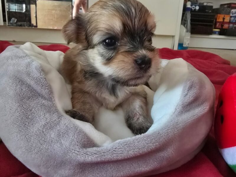 Havanski bišon štenci