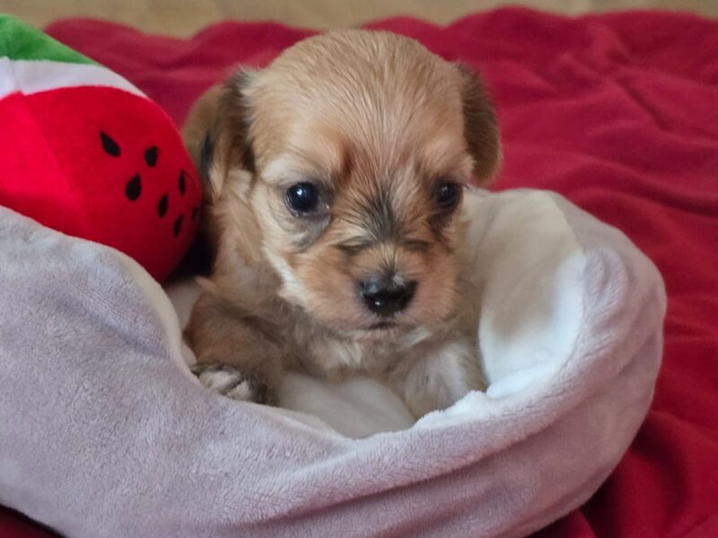 Havanski bišon štenci