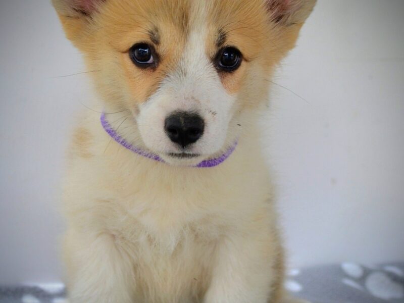 Velški Corgi Pembrok prelepi štenci