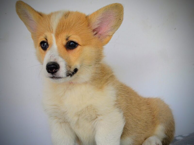 Velški Corgi Pembrok prelepi štenci