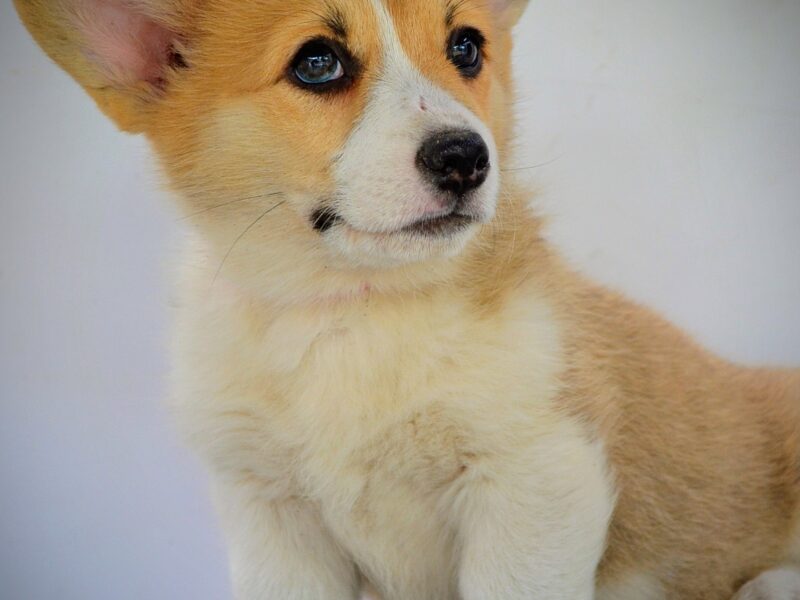 Velški Corgi Pembrok prelepi štenci