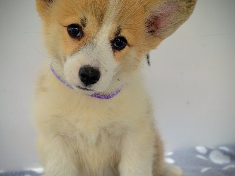 Velški Corgi Pembrok prelepi štenci