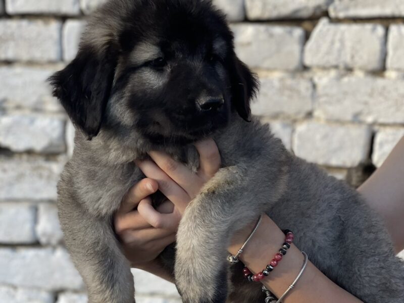 Kavkaski ovčar štenci