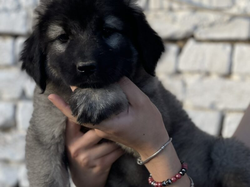 Kavkaski ovčar štenci