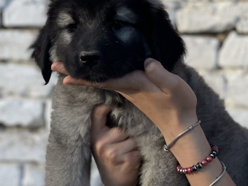 Kavkaski ovčar štenci