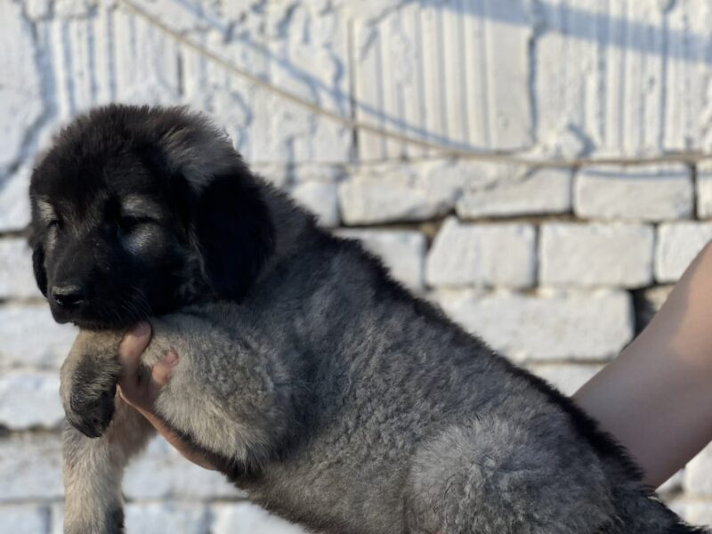 Kavkaski ovčar štenci