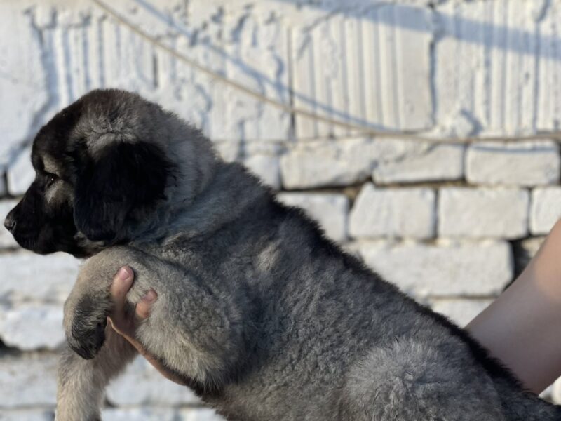 Kavkaski ovčar štenci