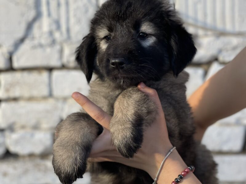 Kavkaski ovčar štenci