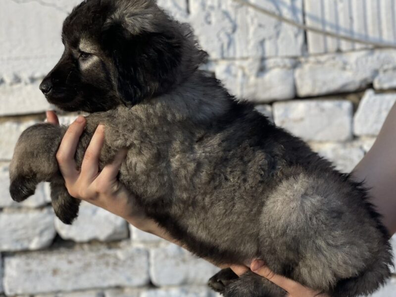 Kavkaski ovčar štenci