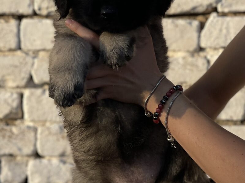 Kavkaski ovčar štenci