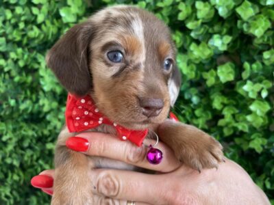 Mini Jazavičari egzotične boje