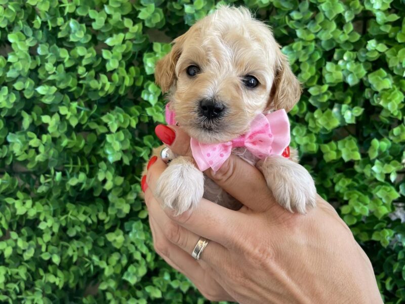 Maltipoo prelepi stenci