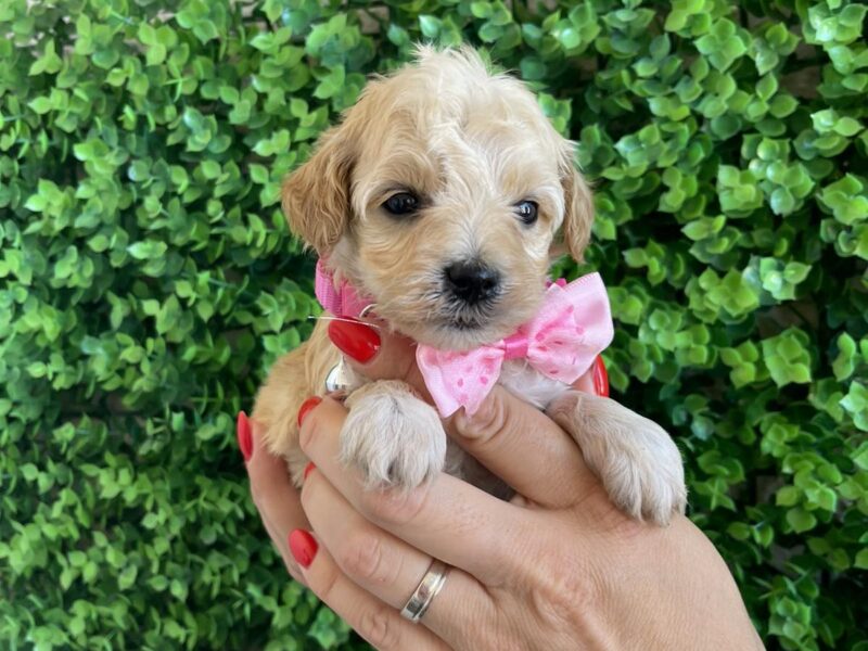 Maltipoo prelepi stenci