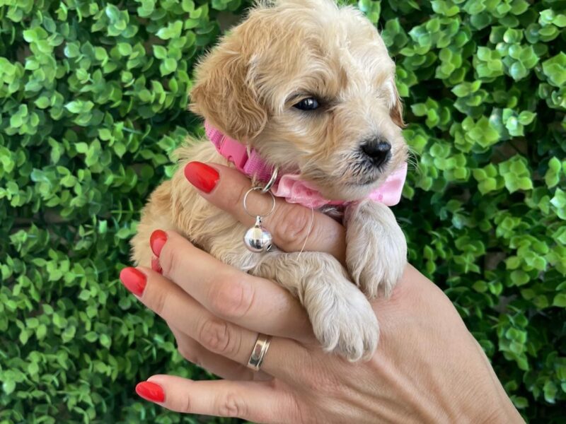 Maltipoo prelepi stenci