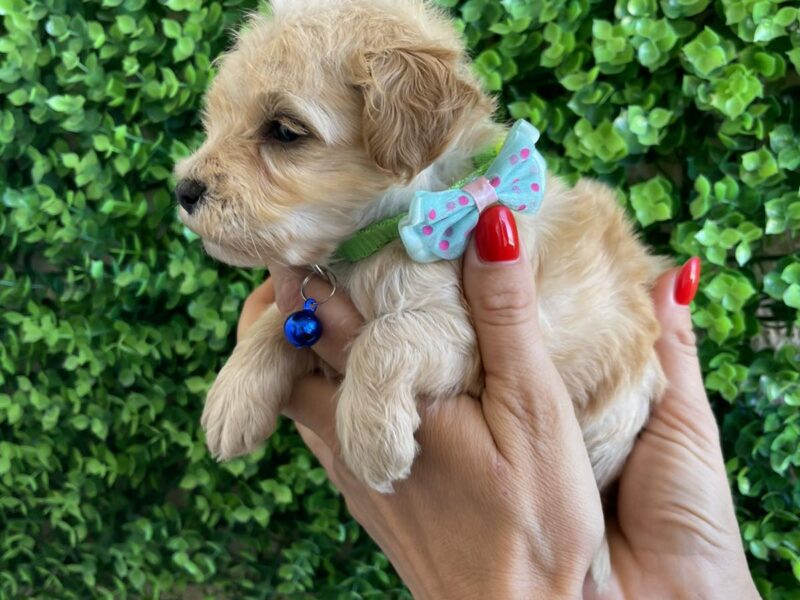 Maltipoo prelepi stenci
