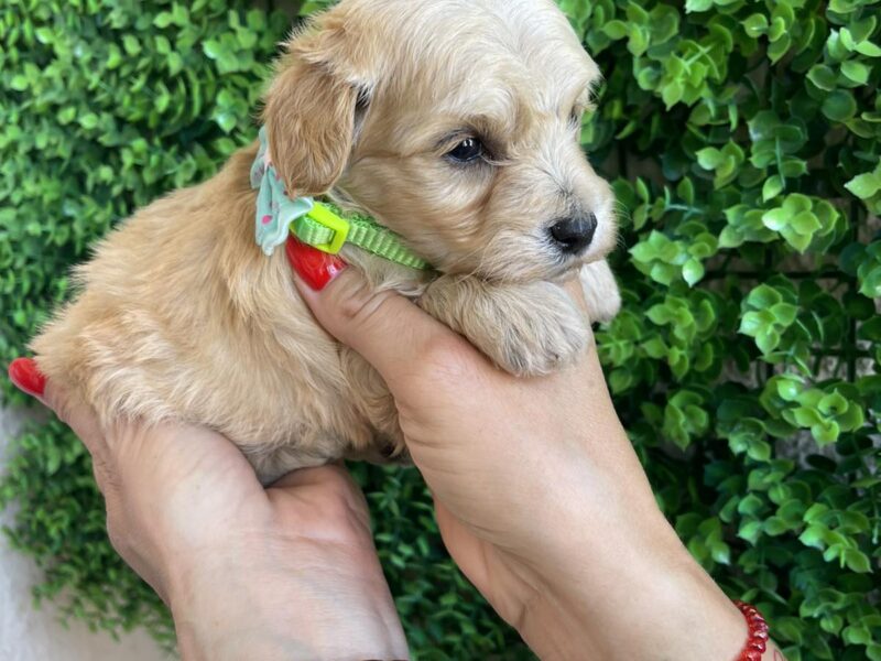 Maltipoo prelepi stenci