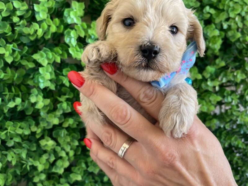 Maltipoo prelepi stenci