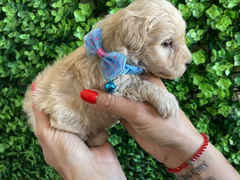 Maltipoo prelepi stenci