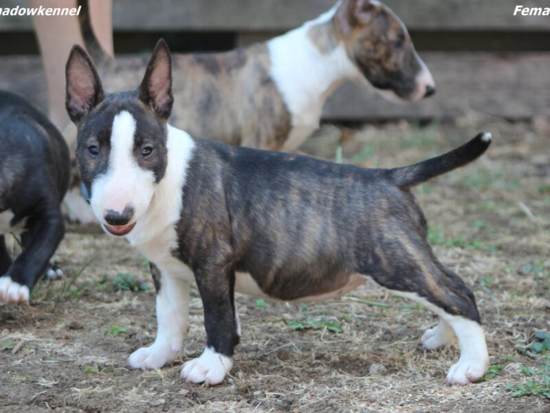 Mini Bull Terijer prelepi štenci