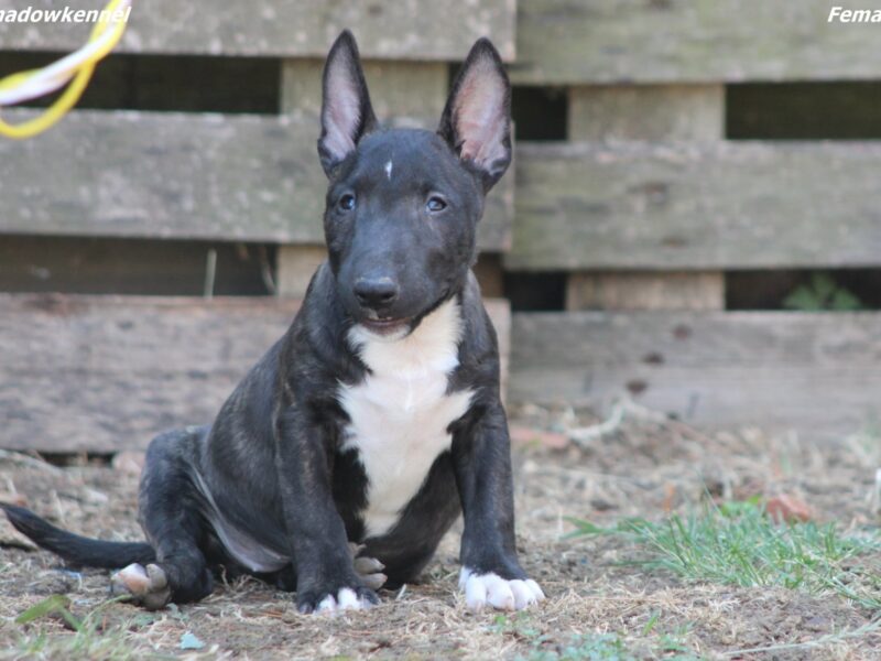 Mini Bull Terijer prelepi štenci