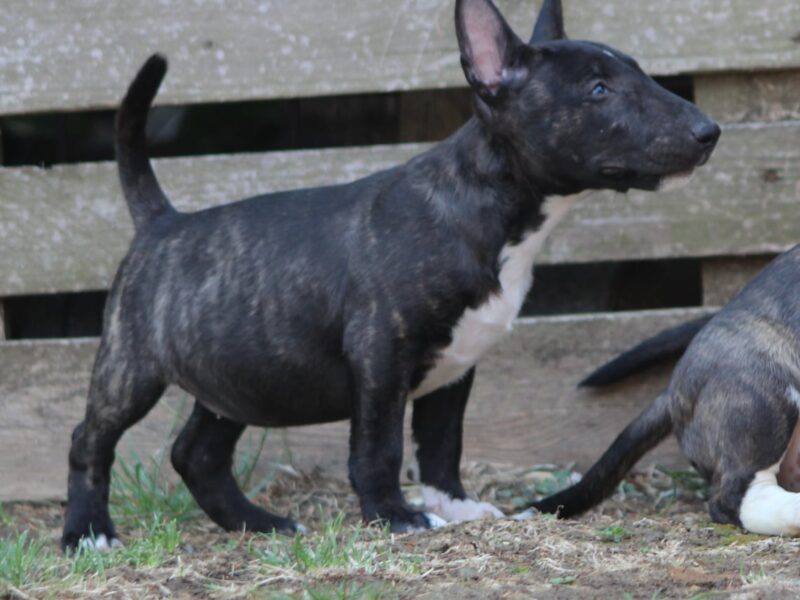 Mini Bull Terijer prelepi štenci