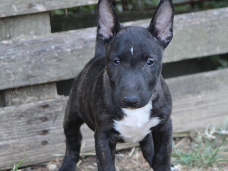 Mini Bull Terijer prelepi štenci