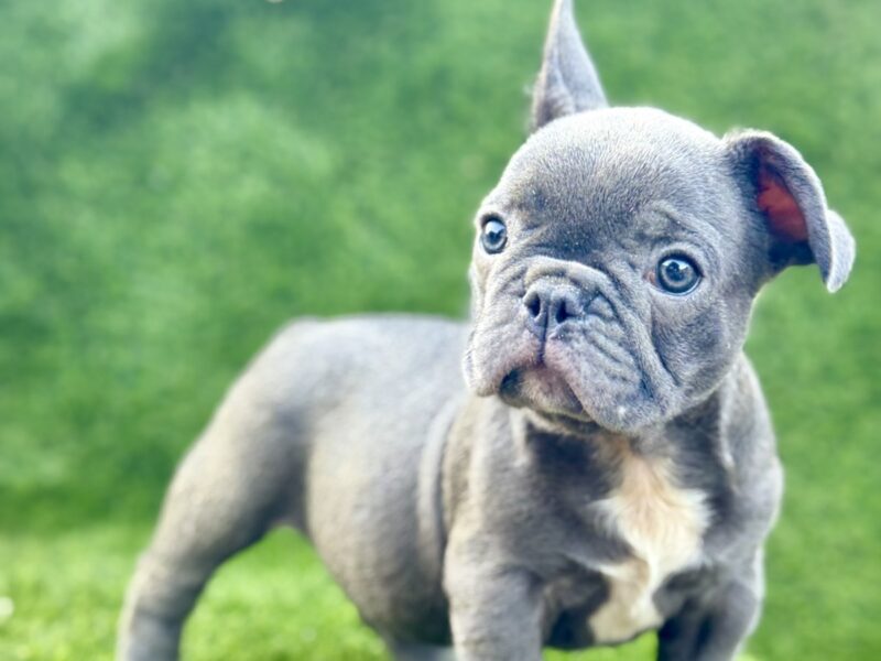 Francuski Buldog prelepi štenci