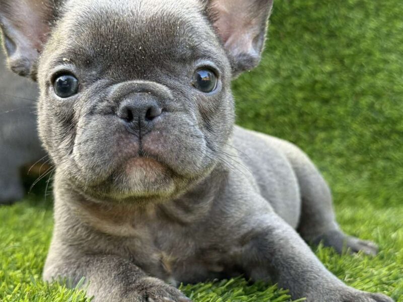 Francuski Buldog prelepi štenci