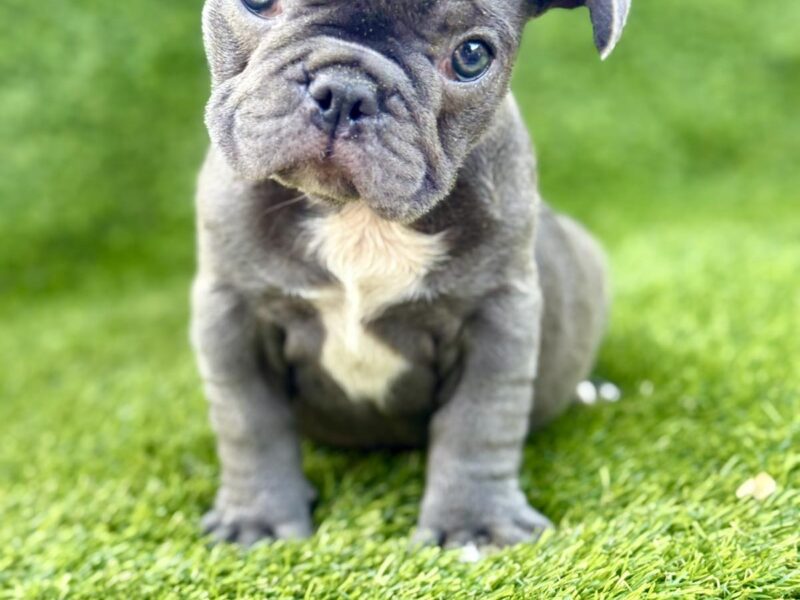 Francuski Buldog prelepi štenci