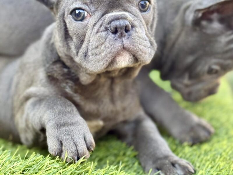 Francuski Buldog prelepi štenci