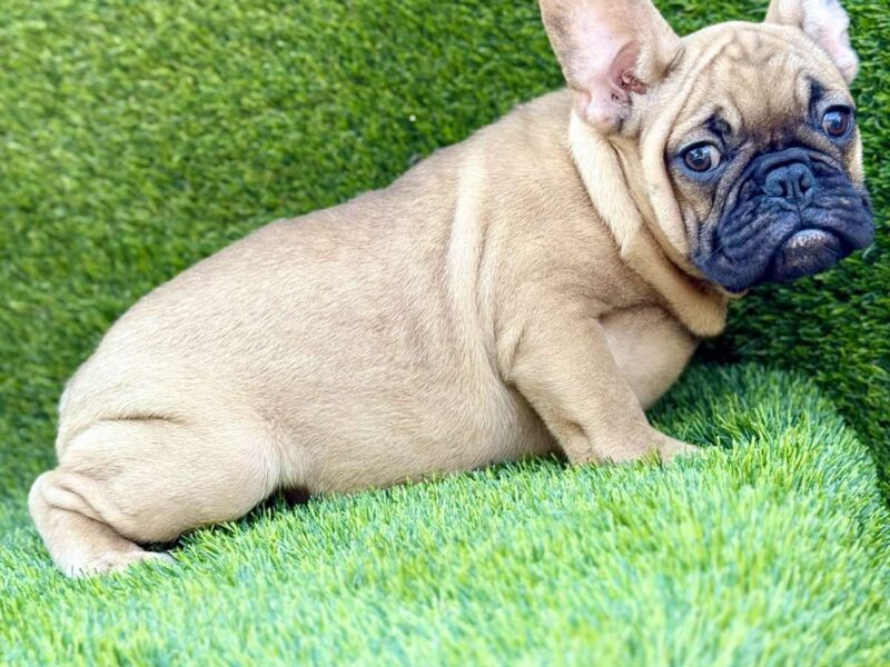 Francuski Buldog prelepi štenci