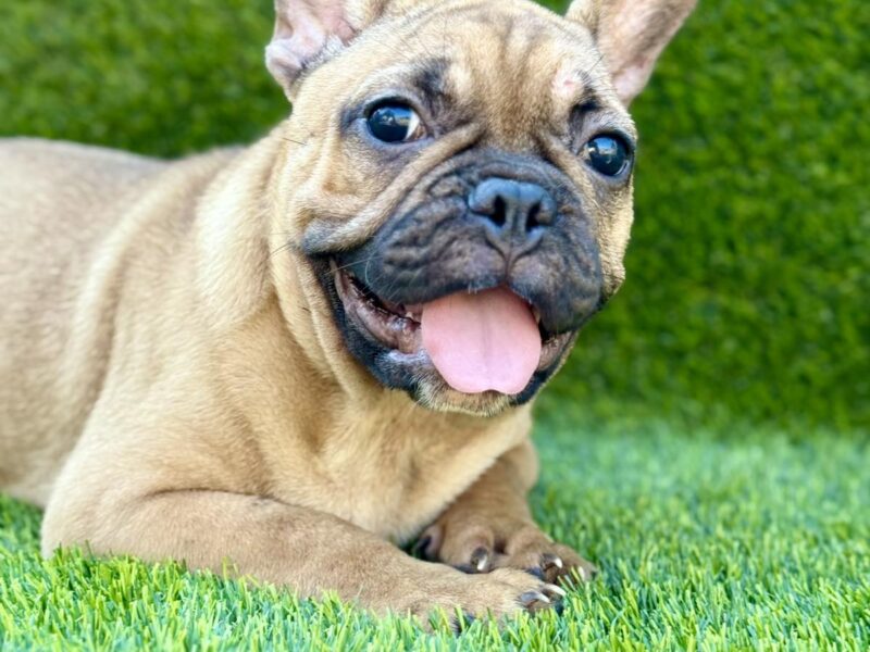 Francuski Buldog prelepi štenci