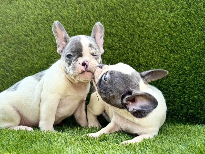 Francuski Buldog prelepi štenci