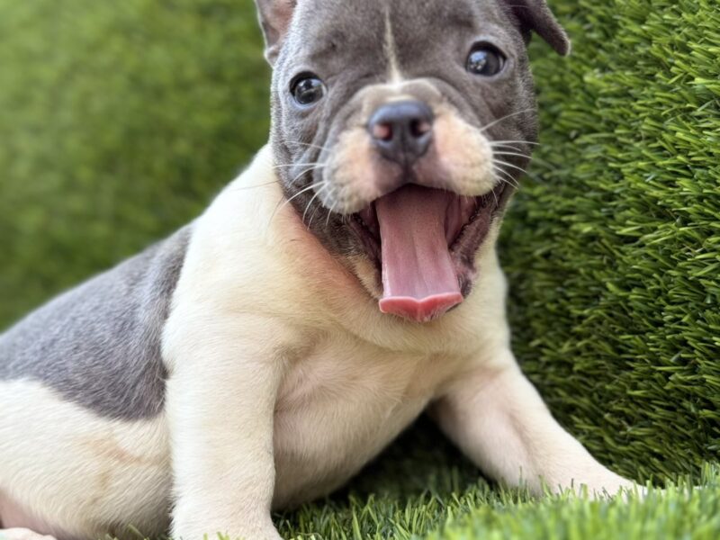 Francuski Buldog prelepi štenci