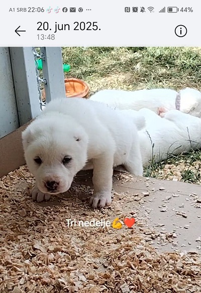 Prelepi štenci čistokrvnog srednjeazijskog ovčara – Alabai