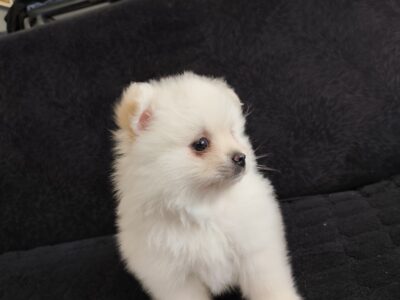 Štenci pomeranskog špica