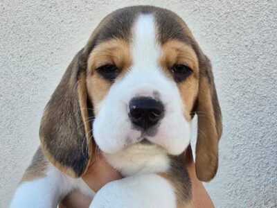 Bigl stenci na prodaju