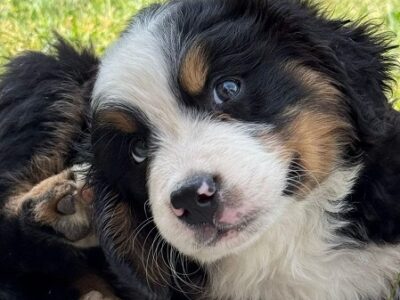 Štenci bernskog planinskog psa