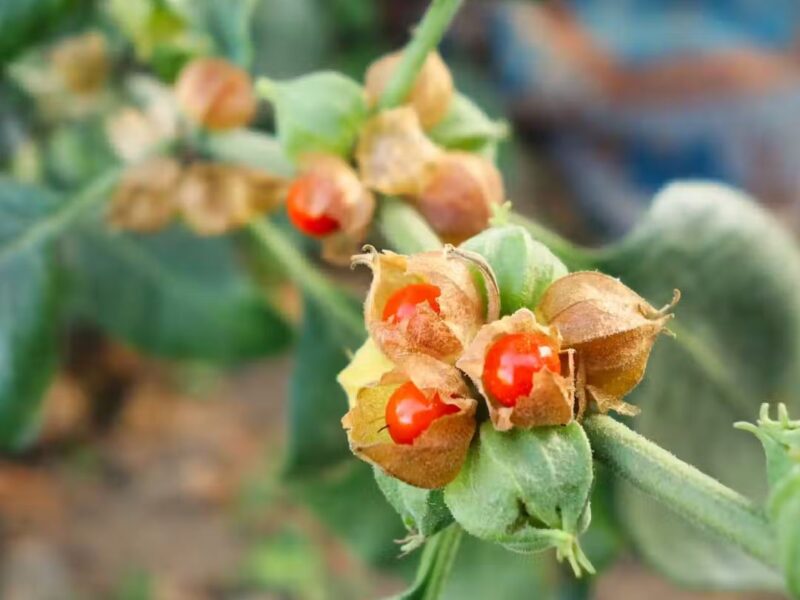 Tečni Hlorofil – Detoks i energija iz prirode