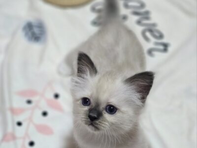 Mačići Svete Birme