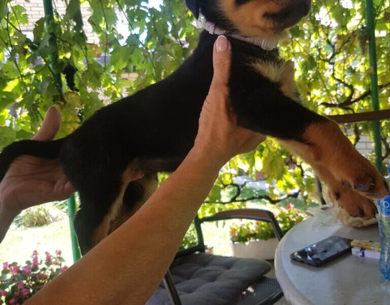 Rotvajler prelepi stenci