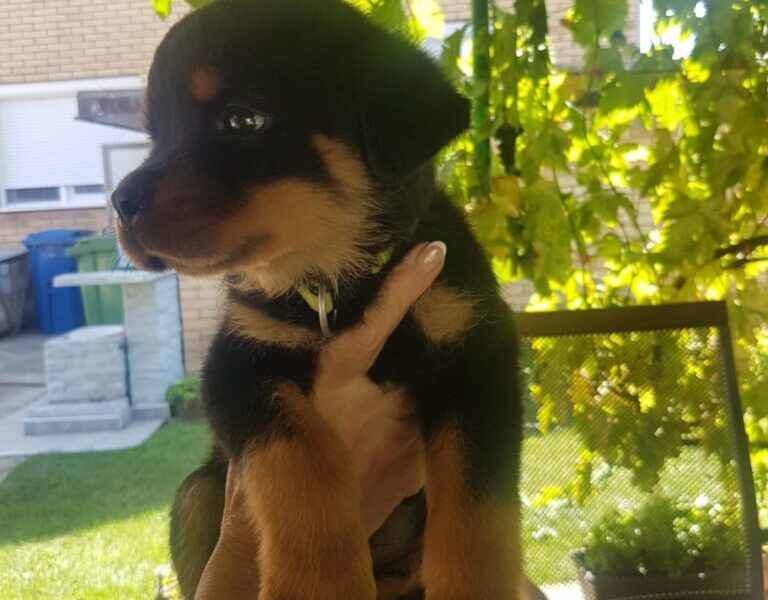 Rotvajler prelepi stenci