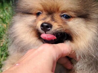 Pomeranac prelepi stenci