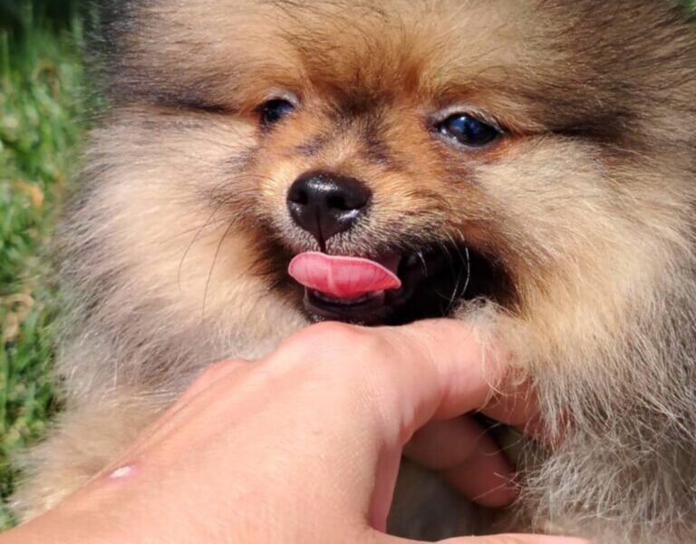 Pomeranac prelepi stenci