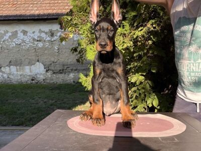 DOBERMAN štenci