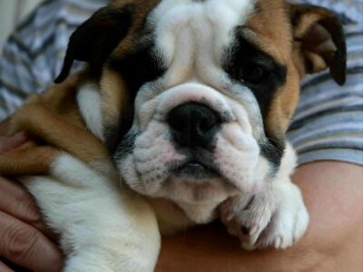 Engleski Buldog, predivni štenci