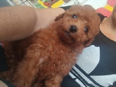 Crvena TOY PUDLA, prelepi stenci