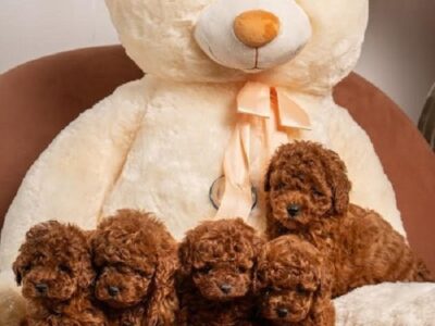 Crvene patuljaste i toy pudle