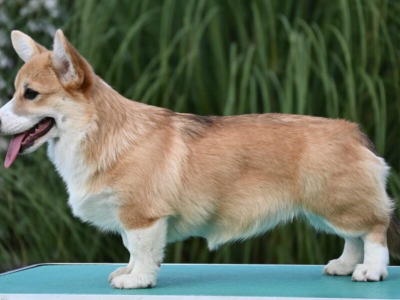 Velski korgi Welsh Corgi Pembroke