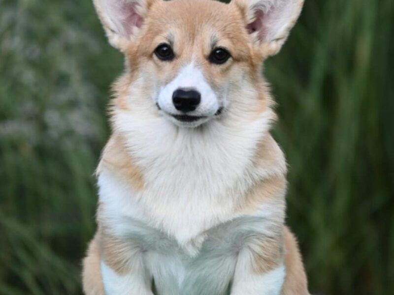 Velski korgi Welsh Corgi Pembroke